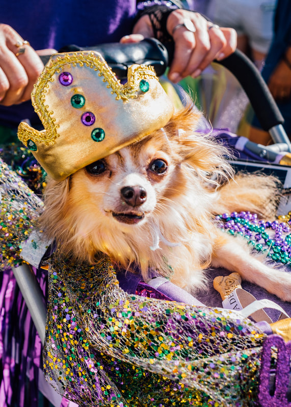 A photograph of a Chihuahua wearing a crown parading in the Mardi Gras Barkus Parade from 2018's theme 'Game of Bones'. Barkus is Mardi Gras only dog parade.