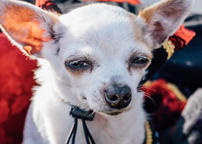 A photograph of a Chihuahua with purple and green reflected in his eyes in the Mardi Gras Barkus Parade from 2018's theme 'Game of Bones'. Barkus is Mardi Gras only dog parade.