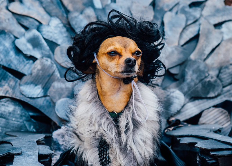 A photograph of a Chihuahua in costume parading in the Mardi Gras Barkus Parade from 2018's theme 'Game of Bones'. Barkus is Mardi Gras only dog parade.